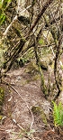 Plants: image 84 Of 208 Thumb